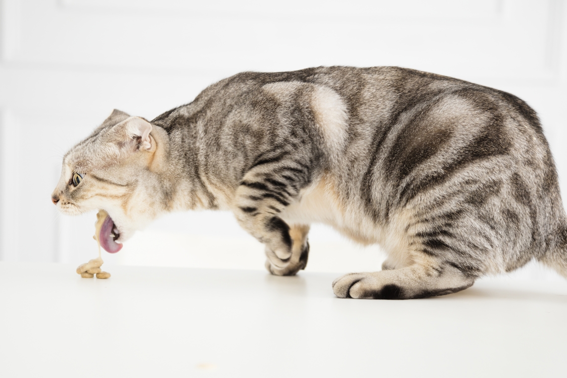 Il vomito nel gatto è normale ?